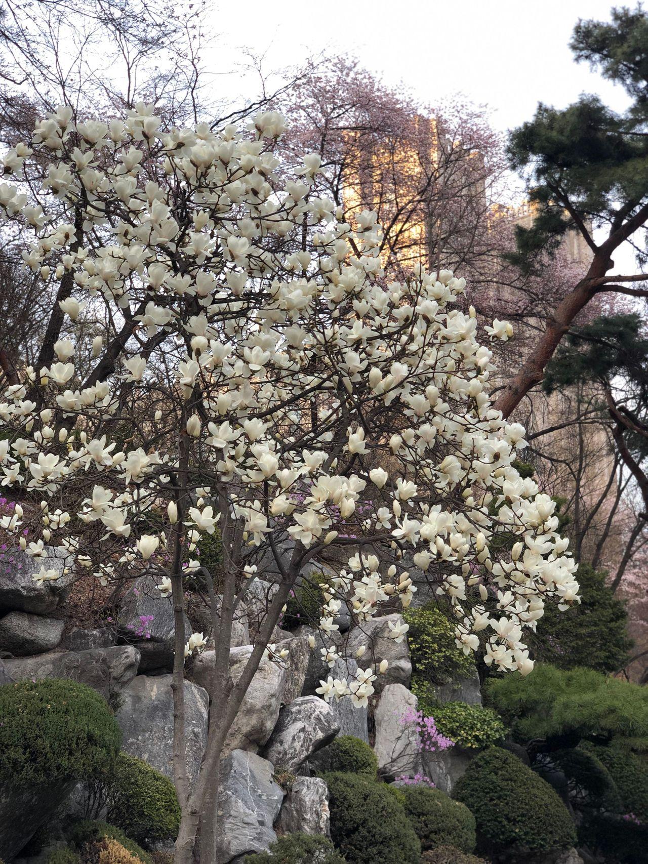 Take a walk on Kyung Hee campus with European architecture and cherry blossoms